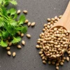 Coriander Seeds in the Modern World: Trends and Research